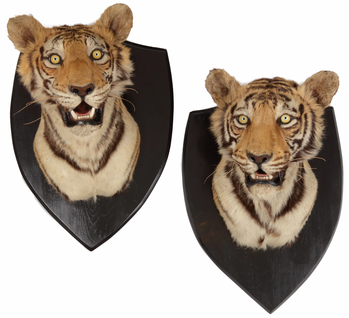 A pair of tiger heads, shot by the Prince of Teck, from the collection of Kensington Palace (for sale)